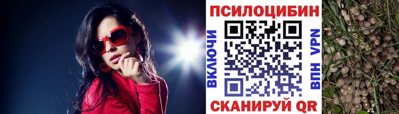 Купить закладки  Глазов  Псилоцибиновые грибы Psilocybe 